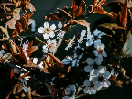 غليمر كازينو تطبيق الهاتف المحمول